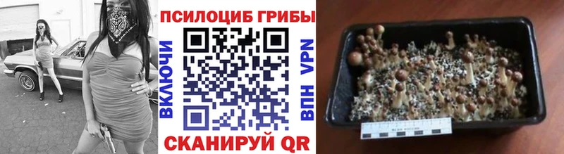 Псилоцибиновые грибы Cubensis  Суоярви 
